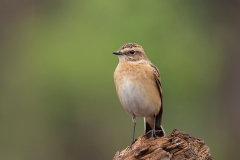 Paapje-11_Whinchat_Saxicola-rubetra_AD9A2218