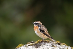 Paapje-12_Whinchat_Saxicola-rubetra_AD9A2284