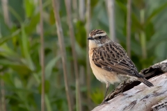 Paapje-13_Whinchat_Saxicola-rubetra_AD9A2679