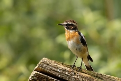 Paapje-14_Whinchat_Saxicola-rubetra_AD9A2965