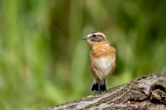 Paapje-15_Whinchat_Saxicola-rubetra_AD9A4001
