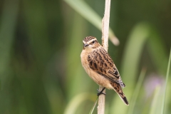 Paapje-17_Whinchat_Saxicola-rubetra_AD9A4012