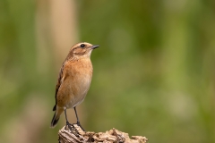 Paapje-18_Whinchat_Saxicola-rubetra_AD9A4026