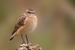 Paapje-21_Whinchat_Saxicola-rubetra_P5A3321