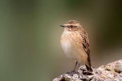 Paapje-22_Whinchat_Saxicola-rubetra_P5A3324