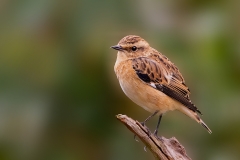 Paapje-25_Whinchat_Saxicola-rubetra_P5A3728