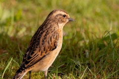 Paapje-26_Whinchat_Saxicola-rubetra_P5A3504
