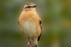 Paapje-27_Whinchat_Saxicola-rubetra_P5A4739