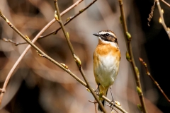 Paapje-28_Whinchat_Saxicola-rubetra_P5A1360