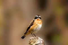 Paapje-29-Whinchat_Saxicola-rubetra_P5A1364