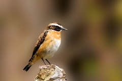 Paapje-30_Whinchat_Saxicola-rubetra_P5A1366