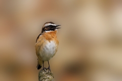 Paapje-31_Whinchat_Saxicola-rubetra_P5A1388