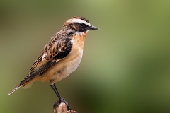 Paapje-32_Whinchat_Saxicola-rubetra_P5A3047