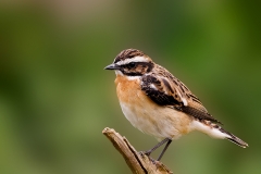 Paapje-33_Whinchat_Saxicola-rubetra_P5A3067