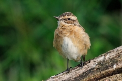 Paapje-34_Whinchat_Saxicola-rubetra_P5A3607