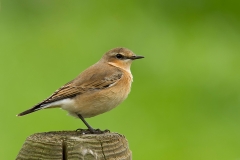 Tapuit-04_Northern-Wheatear_Oenanthe-oenanthe_IMG_6634