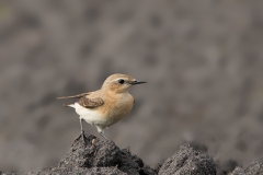 Tapuit-05_Northern-Wheatear_Oenanthe-oenanthe_11I8396