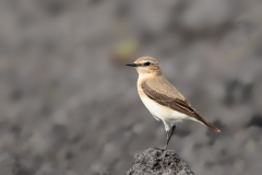 Tapuit-06_Northern-Wheatear_Oenanthe-oenanthe_11I8405