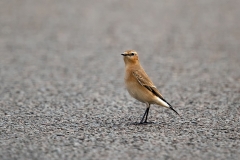Tapuit-08_Northern-Wheatear_Oenanthe-oenanthe_11I0929