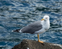 Geelpootmeeuw-01_Yellow-legged-Gull_Larus-michahellis_5L8A7579