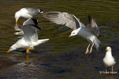 Geelpootmeeuw-03_Yellow-legged-Gull_Larus-michahellis_BZ4T2314