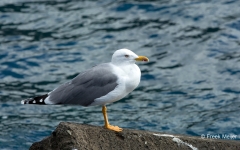 Geelpootmeeuw-04_Yellow-legged-Gull_Larus-michahellis_5L8A7583