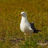 Kleine-Mantelmeeuw-02_Lesser-Black-backed-Gull_Larus-fuscus_49C8660