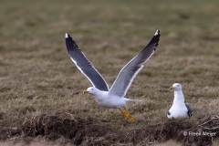 Kleine-Mantelmeeuw-03_Lesser-Black-backed-Gull_Larus-fuscus_BZ4T8753_1