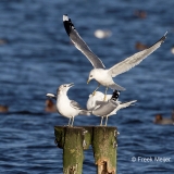 Stormmeeuw-02_Mew-Gull_Larus-canus_A49C4331