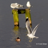 Stormmeeuw-03_Mew-Gull_Larus-canus_A49C4448