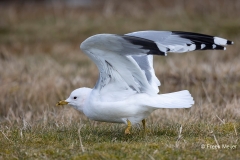 Stormmeeuw-04_Mew-Gull_Larus-canus_AD9A1527