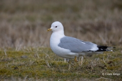 Stormmeeuw-05_Mew-Gull_Larus-canus_AD9A1530