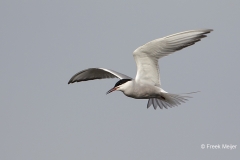 Visdief-17_Common-Tern_Sterna-hirundo_49C7429