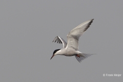 Visdief-18_Common-Tern_Sterna-hirundo_49C7433