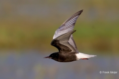 Witvleugelstern-01_White-winged-Tern_Chlidonias-leucopterus_49C4627