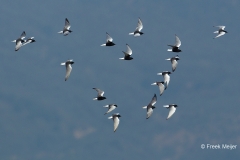 Witvleugelstern-03_White-winged-Tern_Chlidonias-leucopterus_49C4982