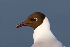 Kokmeeuw-02_Black-headed-Gull_Chroicocephalus-ridibundus_49C6479_1