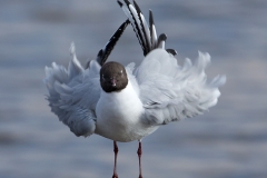 Kokmeeuw-06_Black-headed-Gull_Chroicocephalus-ridibundus_BZ4T8142_1