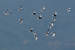 Witvleugelstern-03_White-winged-Tern_Chlidonias-leucopterus_49C4982