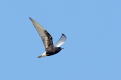 Witvleugelstern-04_White-winged-Tern_Chlidonias-leucopterus_49C5515
