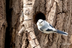 Azuurmees-02_Azure-Tit_Cyanistes-cyanus_11I6955