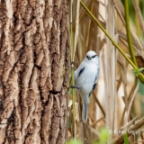 Azuurmees-03_Azure-Tit_Cyanistes-cyanus_11I6993