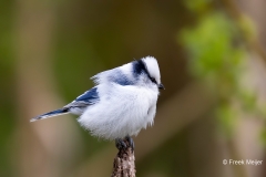 Azuurmees-05_Azure-Tit_Cyanistes-cyanus_9E8A0803