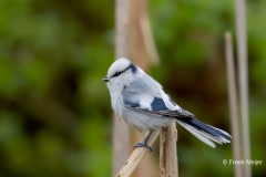 Azuurmees-07_Azure-Tit_Cyanistes-cyanus_9E8A0827