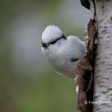 Azuurmees-08_Azure-Tit_Cyanistes-cyanus_9E8A0835