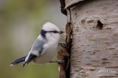 Azuurmees-09_Azure-Tit_Cyanistes-cyanus_9E8A0843