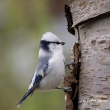 Azuurmees-10_Azure-Tit_Cyanistes-cyanus_9E8A0848