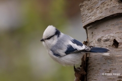 Azuurmees-11_Azure-Tit_Cyanistes-cyanus_9E8A0857