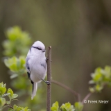 Azuurmees-12_Azure-Tit_Cyanistes-cyanus_AD9A2132