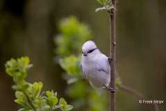 Azuurmees-13_Azure-Tit_Cyanistes-cyanus_AD9A2133